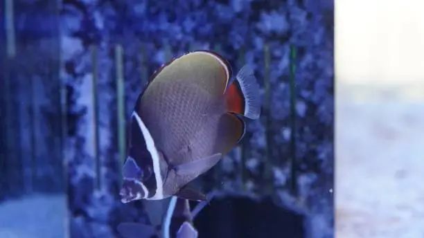 Photo of Pakistan Butterflyfish (Redtail butterflyfish