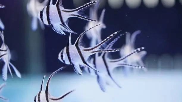 Photo of Banggai cardinalfish