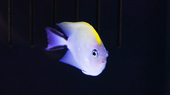 Japanese swallowtail angelfish is found in the Western Pacific Ocean.
