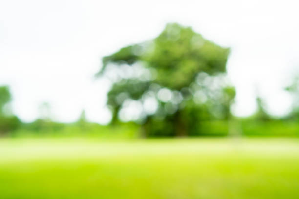 istock Blurred green grassland in the park against a bokeh background 1440764659