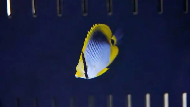 Photo of Black Back Butterflyfish