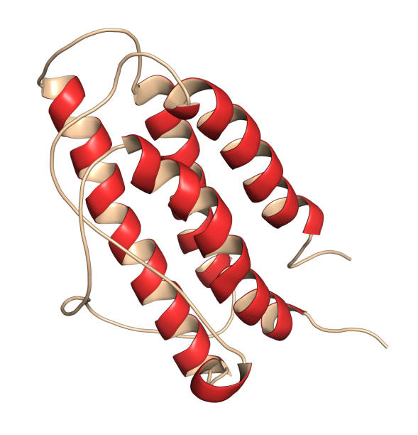 Erythropoietin (human EPO, epoetin) protein hormone, 3D renderin Erythropoietin (human EPO, epoetin) protein hormone, 3D rendering. Stimulates production of red blood cells. Used as drug and in sports doping erythropoietin stock pictures, royalty-free photos & images