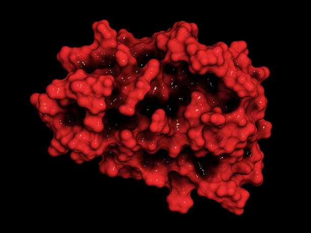 Erythropoietin (human EPO, epoetin) protein hormone, 3D renderin Erythropoietin (human EPO, epoetin) protein hormone, 3D rendering. Stimulates production of red blood cells. Used as drug and in sports doping erythropoietin stock pictures, royalty-free photos & images