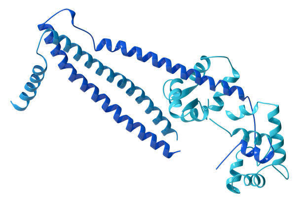 istock Troponin: structure of the human cardiac troponin core domain, 3 1440765440