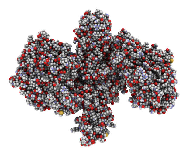 proteina neurotossica della tossina botulinica, rendering 3d. prodotto da cl - antitoxin foto e immagini stock