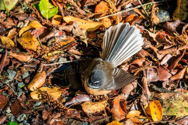 rhipidura fuliginosa em seus habitats naturais - fuliginosa - fotografias e filmes do acervo