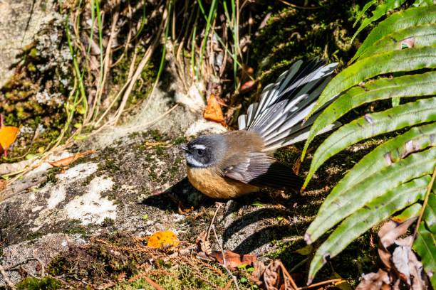 rhipidura fuliginosa em seus habitats naturais - fuliginosa - fotografias e filmes do acervo