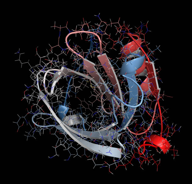 белок бета-лактоглобулина крупного рогатого скота, 3d структура. основной сывороточный прот - hydrolysis стоковые фото и изображения