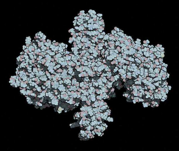 proteina neurotossica della tossina botulinica, rendering 3d. prodotto da cl - antitoxin foto e immagini stock