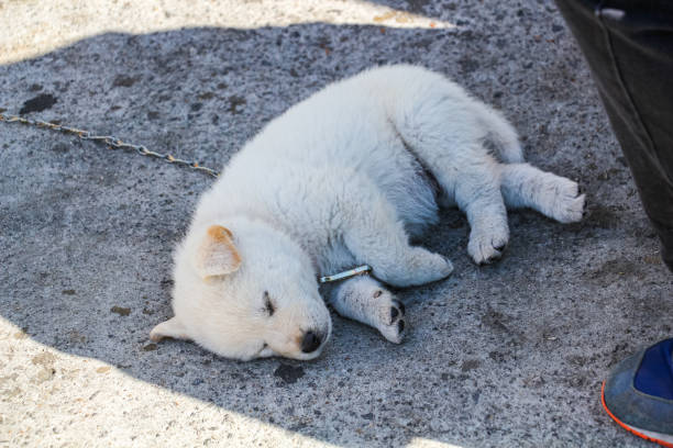 Jindo puppy sleeping in the countryside of Korea