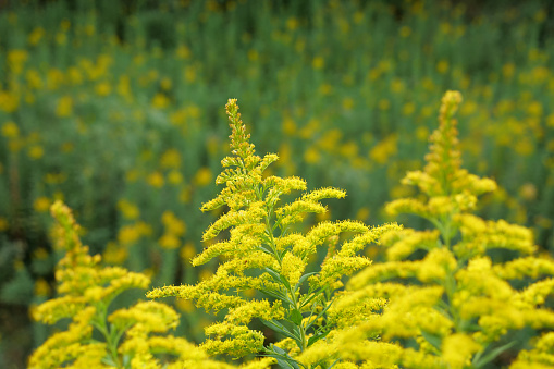 Yellow flowers of Tall goldenrod  are blooming