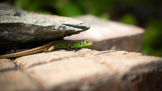 A selective of a sand lizard (Lacerta agilis) between rocks in a park
