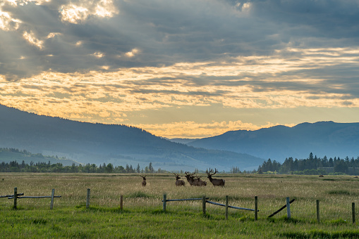 An amazing view of elk and buffalo running at sunrise in Grand Teton National Park