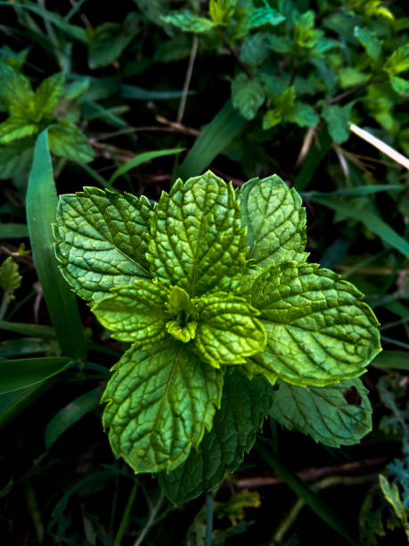 The Harvest and enjoy mint from the garden
