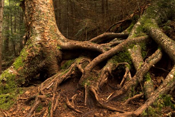istock Closeup shot of aged trees with long roots 1440767160