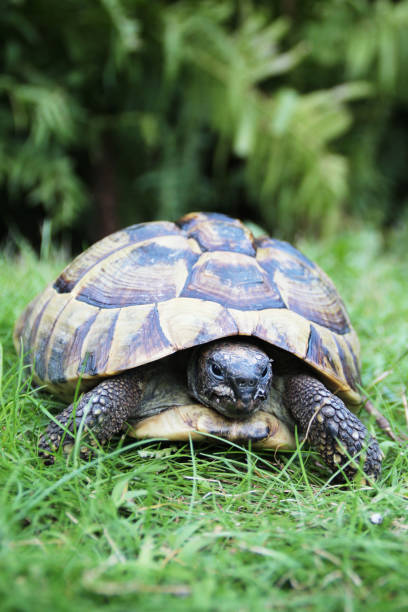 istock Vertical shot of a gopher tortoise on the ground under the sunlight with a blurry background 1440767171