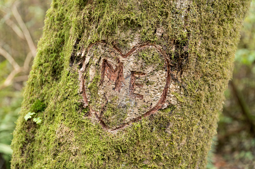 A self-love meaning carving on a mossy tree trunk