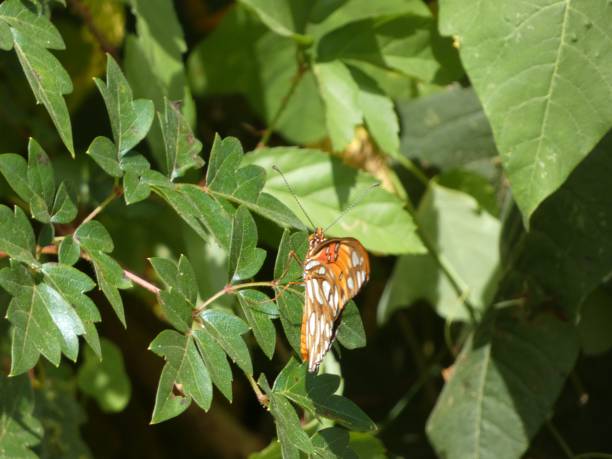 istock Macro of a passion butterfly (Dione vanillae) on a green leaf 1440767409