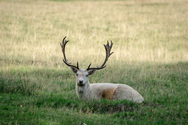 istock Selective of deer in Knole Park, Kent 1440767501
