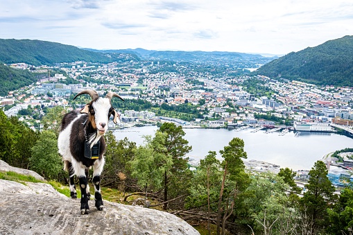 A mountain goat looking down on the city of Bergen