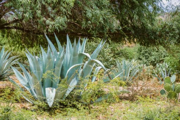 istock Garden with Agave American plants (Agave Americana) on a sunny day 1440767565