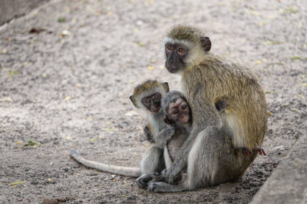 istock Closeup shot of a mother monkey hugging its babies 1440767747
