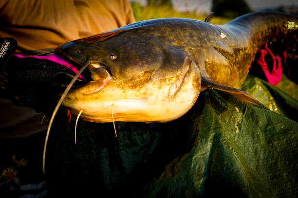istock Selective focus shot of a person holding a common catfish 1440767786