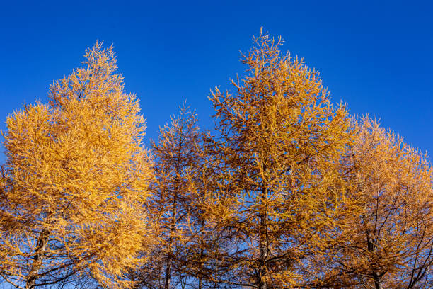 Yellow leaves of Japanese larch against blue sky background. The yellow leaves of larch are beautiful in the background of blue sky. larix kaempferi stock pictures, royalty-free photos & images