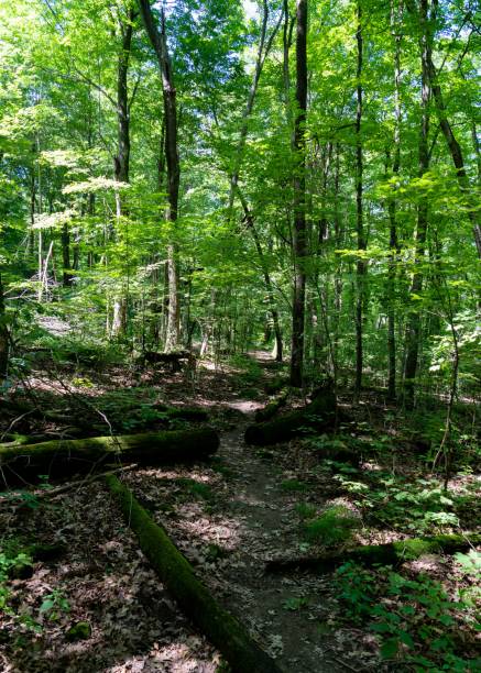 istock Vertical of a green forest. 1440768147