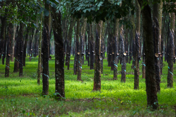 istock Rubber tree forest, plantation for industrial production 1440768166