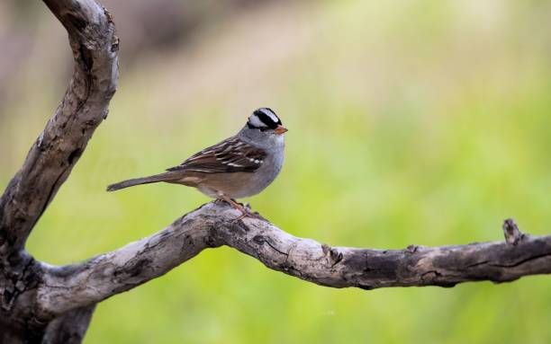 istock Macro of a white-crowned Sparrow on a tree branch 1440768326