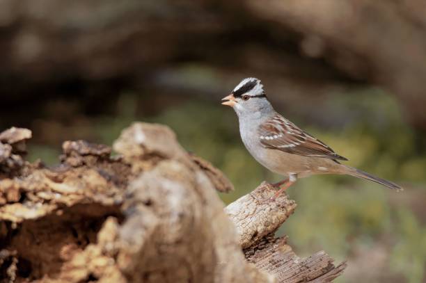 istock Macro of a white-crowned Sparrow on a tree branch 1440768329