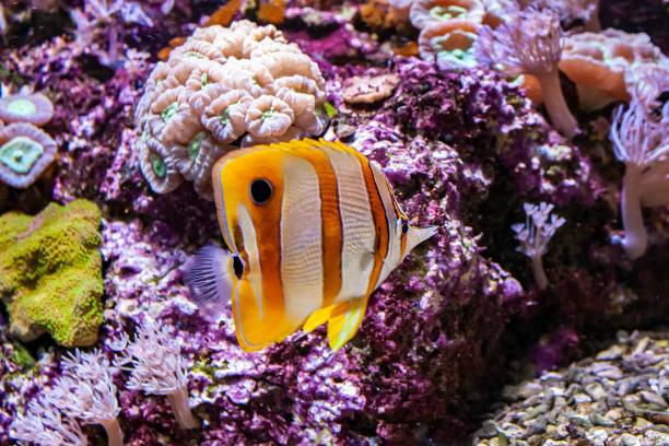 istock Butterflyfish swimming in water 1440768351