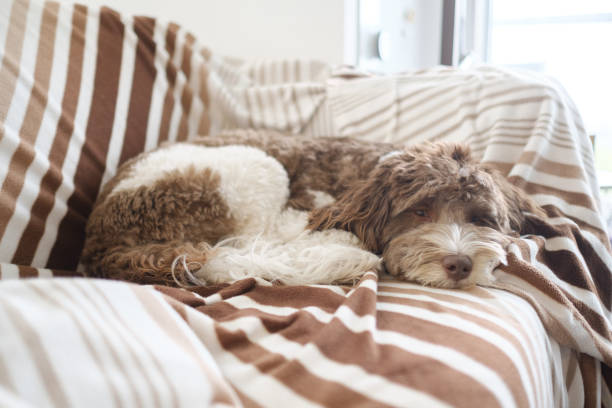 istock Fluffy labradoodle resting on the s 1440768355