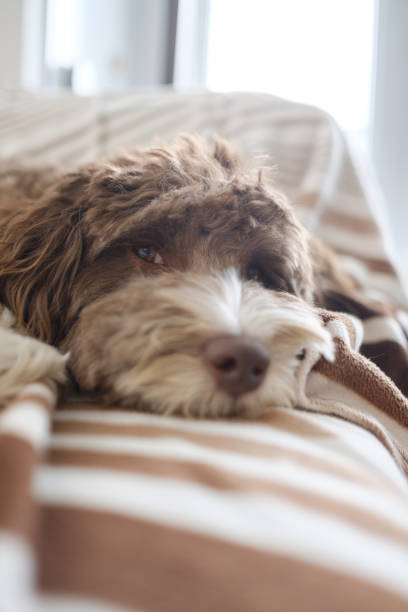 istock Funny sleepy labradoodle resting on a 1440768379