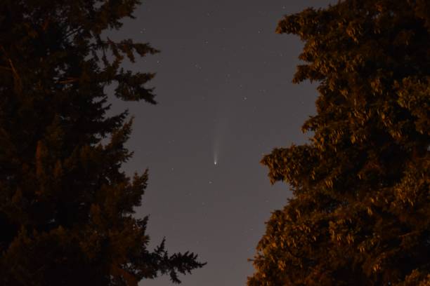 istock Beautiful starry sky over the fir trees . 1440768544