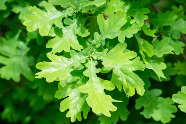istock Selective of green oak leaves 1440768686