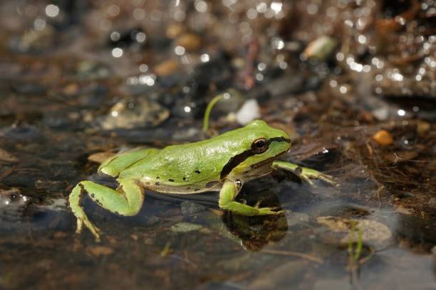 zbliżenie na jasnozieloną pseudacris regilla , rzekotkę pacyficzną w małej kałuży wodnej - herpetology close up california tree zdjęcia i obrazy z banku zdjęć