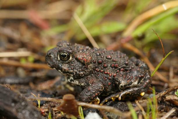 istock Closeup on a juvenile Western toad , Anaxyrus boreas sitting on green moss 1440768759