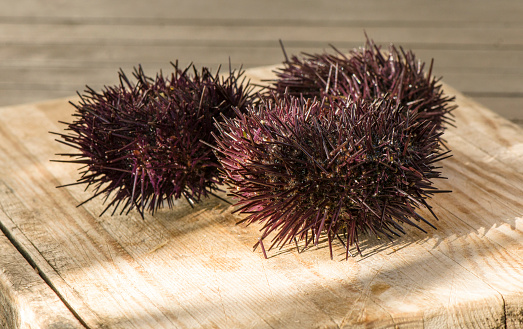 A closeup shot of Mediterranean Sea urchins on a cutting board