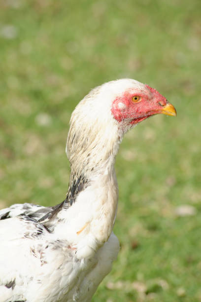 istock Vertical shot of a shamo chicken 1440769321