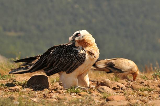 istock Closeup shot of bearded vulture birds perched on a mountainside 1440770119