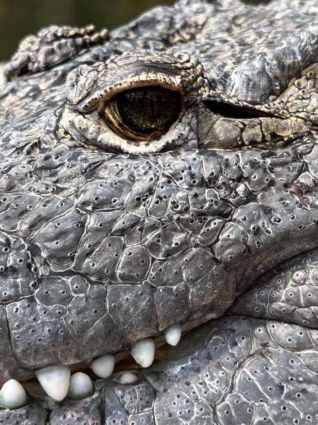 Vertical closeup of Chinese alligator's face with gray scales and sharp white teeth A vertical closeup of Chinese alligator's face with gray scales and sharp white teeth chinese alligator alligator sinensis stock pictures, royalty-free photos & images