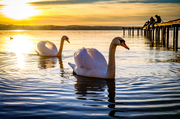 istock swan at a lake 1440770269