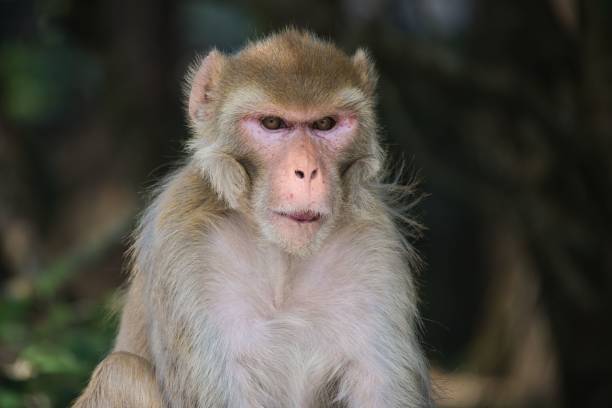Closeup shot of a light brown rhesus monkey with an angry gaze A closeup shot of a light brown rhesus monkey with an angry gaze angry monkey stock pictures, royalty-free photos & images