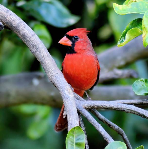 istock Selective focus shot of a Northern cardinal perched on a tree branch 1440770470