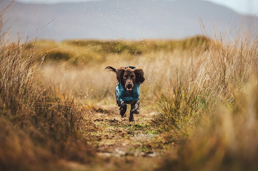 A small wet brown dog running on a rural green field