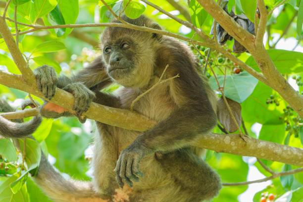 istock Closeup high angle shot of a monkey on a tree branch surrounded by green leaves 1440771561
