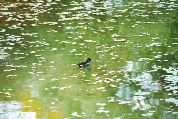 A selective focus of a moorhen duck on the dirty pond