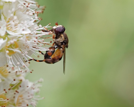 The thick-legged hoverfly covered with pollen.  This fly gets its name from its large back legs.
